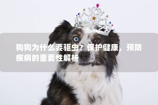 狗狗为什么要驱虫？保护健康，预防疾病的重要性解析