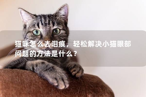 猫咪怎么去泪痕，轻松解决小猫眼部问题的方法是什么？