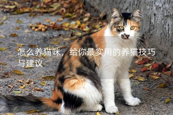 怎么养猫咪,给你最实用的养猫技巧与建议 怎么养猫咪,给你最实用的养猫技巧与建议