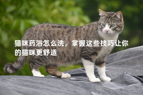 猫咪药浴怎么洗，掌握这些技巧让你的猫咪更舒适