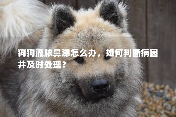 狗狗流脓鼻涕怎么办,如何判断病因并及时处理? 狗狗流脓鼻涕怎么办,如何判断病因并及时处理?