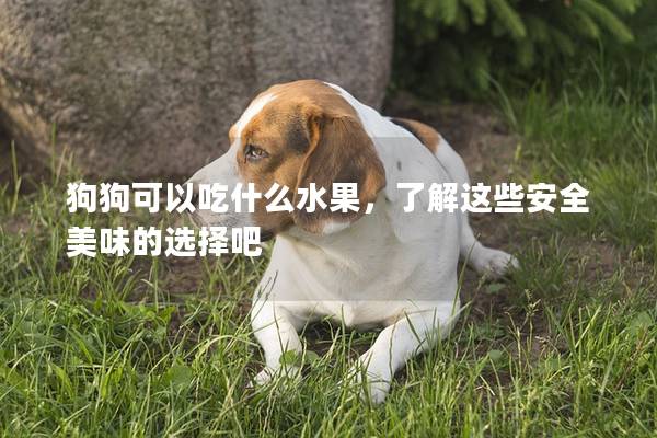 狗狗可以吃什么水果，了解这些安全美味的选择吧