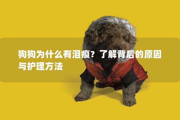 狗狗为什么有泪痕？了解背后的原因与护理方法