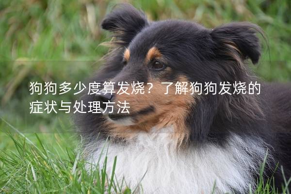 狗狗多少度算发烧？了解狗狗发烧的症状与处理方法
