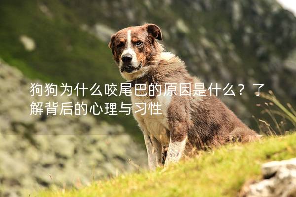 狗狗为什么咬尾巴的原因是什么？了解背后的心理与习性