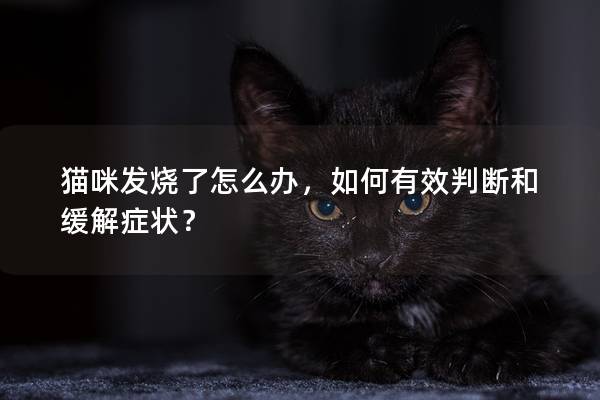 猫咪发烧了怎么办，如何有效判断和缓解症状？