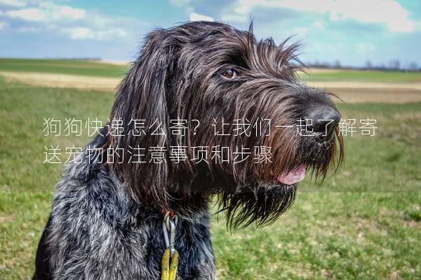 狗狗快递怎么寄？让我们一起了解寄送宠物的注意事项和步骤