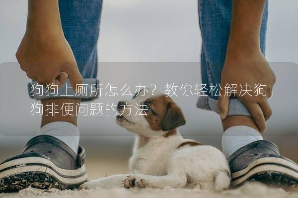 狗狗上厕所怎么办？教你轻松解决狗狗排便问题的方法