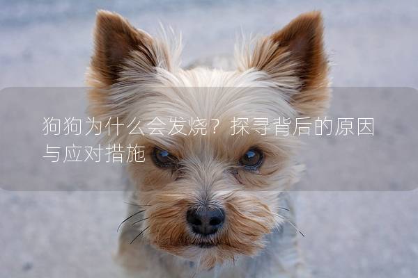 狗狗为什么会发烧？探寻背后的原因与应对措施