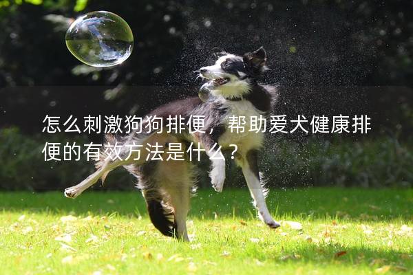 怎么刺激狗狗排便，帮助爱犬健康排便的有效方法是什么？