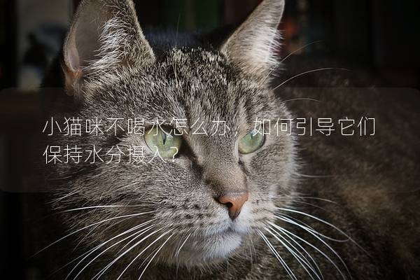 小猫咪不喝水怎么办，如何引导它们保持水分摄入？