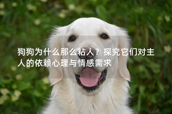 狗狗为什么那么粘人？探究它们对主人的依赖心理与情感需求