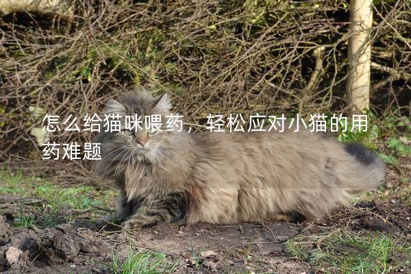怎么给猫咪喂药，轻松应对小猫的用药难题