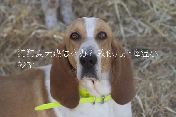 狗狗夏天热怎么办？教你几招降温小妙招