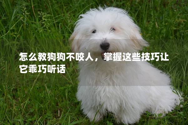 怎么教狗狗不咬人，掌握这些技巧让它乖巧听话