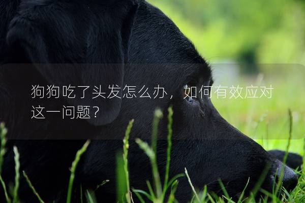 狗狗吃了头发怎么办，如何有效应对这一问题？