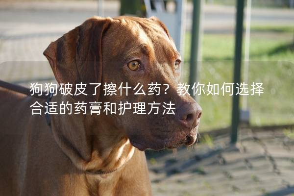 狗狗破皮了擦什么药？教你如何选择合适的药膏和护理方法