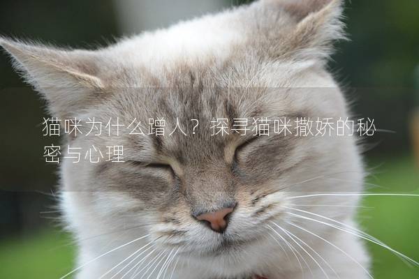 猫咪为什么蹭人？探寻猫咪撒娇的秘密与心理