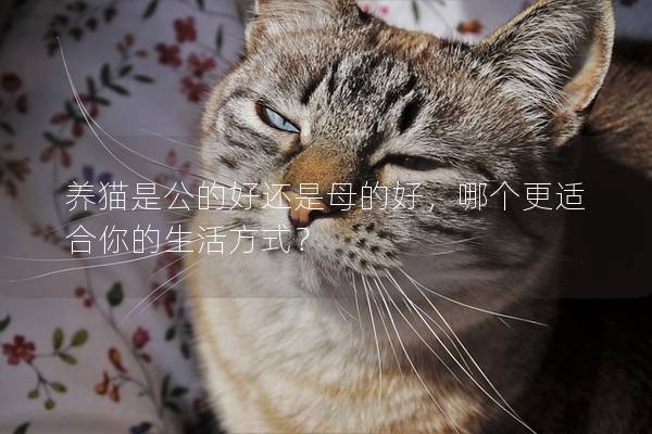 养猫是公的好还是母的好，哪个更适合你的生活方式？