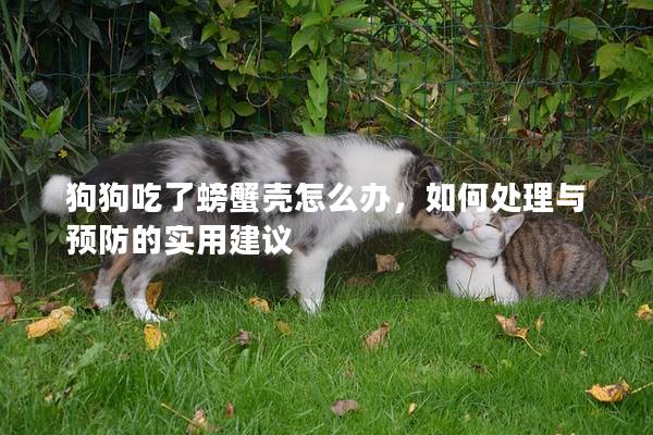 狗狗吃了螃蟹壳怎么办，如何处理与预防的实用建议