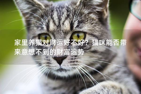 家里养猫对财运好不好？猫咪能否带来意想不到的财富运势