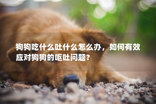 狗狗吃什么吐什么怎么办,如何有效应对狗狗的呕吐问题? 狗狗吃什么吐什么怎么办,如何有效应对狗狗的呕吐问题?
