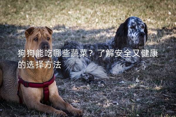 狗狗能吃哪些蔬菜？了解安全又健康的选择方法
