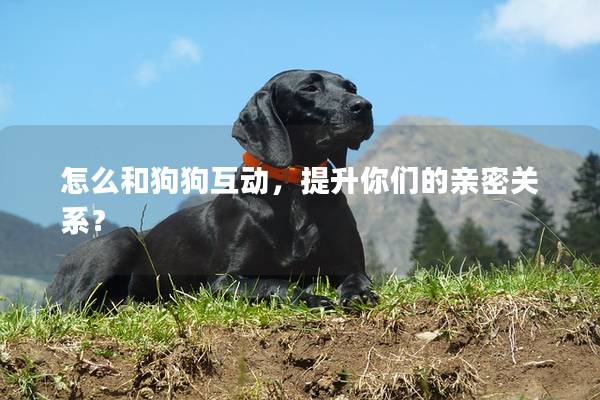 怎么和狗狗互动，提升你们的亲密关系？