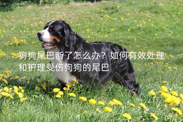 狗狗尾巴断了怎么办？如何有效处理和护理受伤狗狗的尾巴