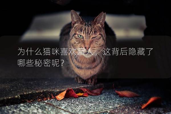 为什么猫咪喜欢蹭人，这背后隐藏了哪些秘密呢？