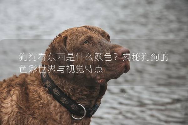 狗狗看东西是什么颜色？揭秘狗狗的色彩世界与视觉特点