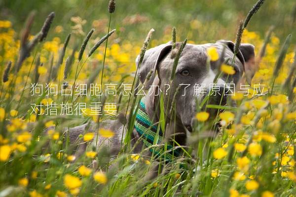 狗狗白细胞高怎么办？了解原因与应对措施很重要