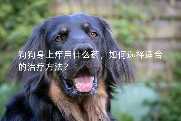 狗狗身上痒用什么药，如何选择适合的治疗方法？