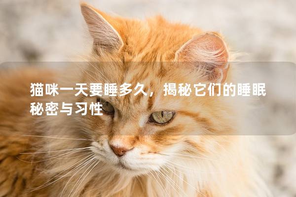 猫咪一天要睡多久，揭秘它们的睡眠秘密与习性