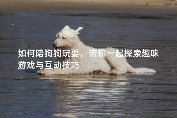 如何陪狗狗玩耍，带你一起探索趣味游戏与互动技巧