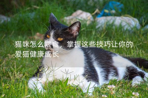 猫咪怎么喂食，掌握这些技巧让你的爱猫健康成长
