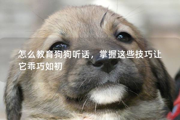 怎么教育狗狗听话，掌握这些技巧让它乖巧如初