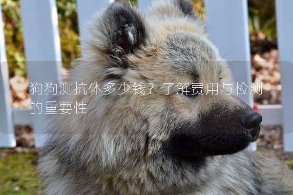 狗狗测抗体多少钱？了解费用与检测的重要性