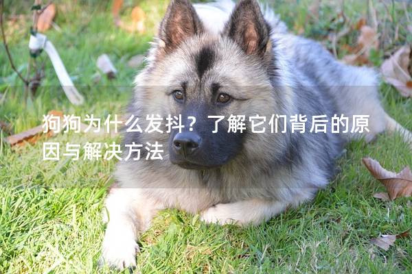 狗狗为什么发抖？了解它们背后的原因与解决方法