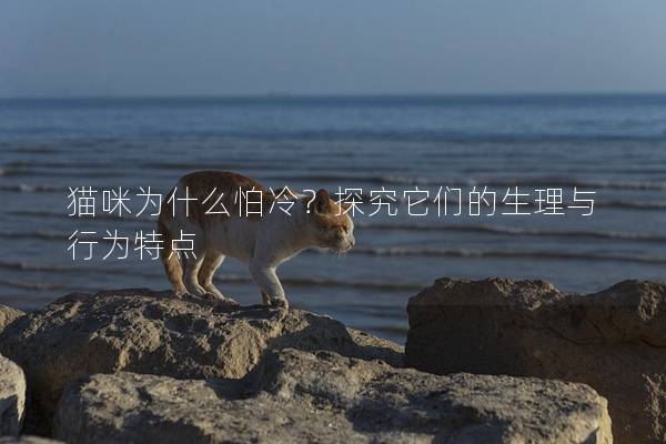 猫咪为什么怕冷？探究它们的生理与行为特点