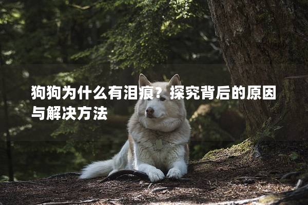 狗狗为什么有泪痕？探究背后的原因与解决方法