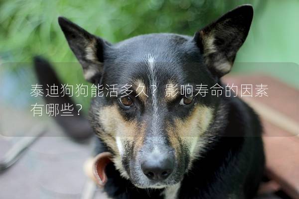 泰迪狗狗能活多久？影响寿命的因素有哪些？