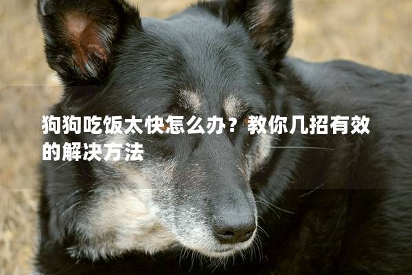 狗狗吃饭太快怎么办？教你几招有效的解决方法