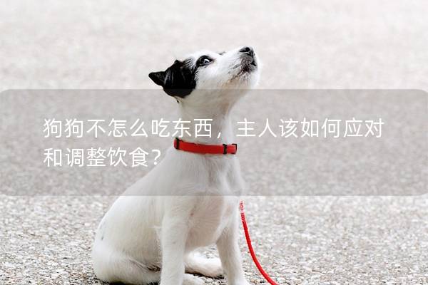 狗狗不怎么吃东西，主人该如何应对和调整饮食？