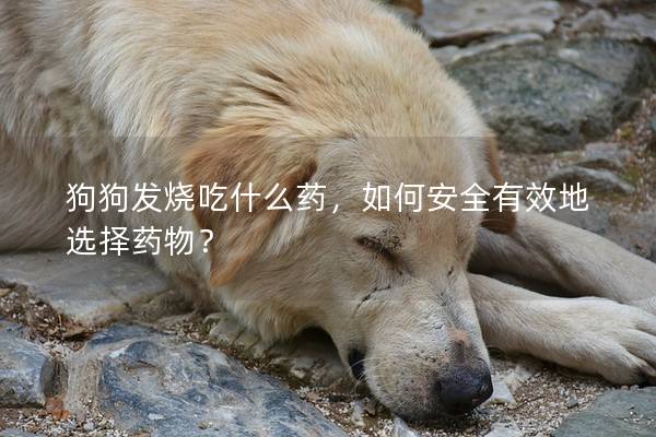 狗狗发烧吃什么药，如何安全有效地选择药物？