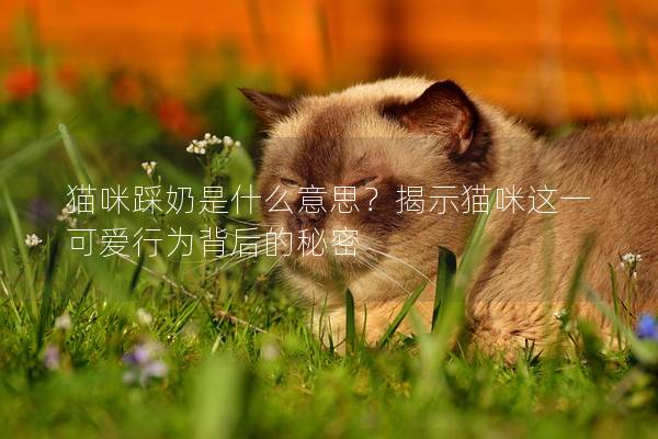 猫咪踩奶是什么意思？揭示猫咪这一可爱行为背后的秘密