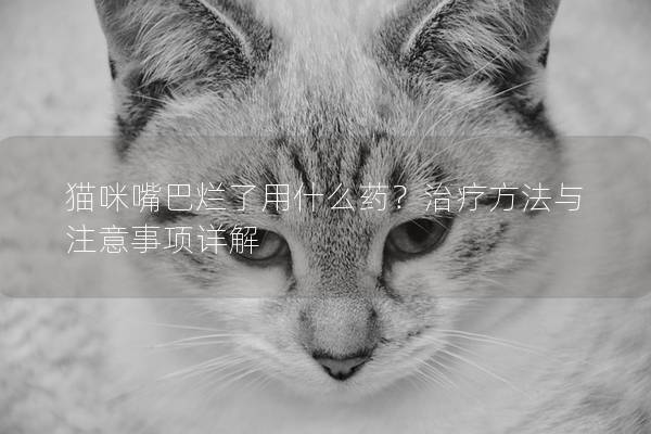 猫咪嘴巴烂了用什么药？治疗方法与注意事项详解