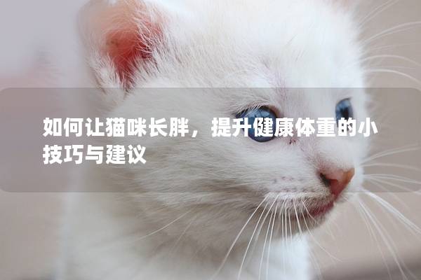 如何让猫咪长胖，提升健康体重的小技巧与建议