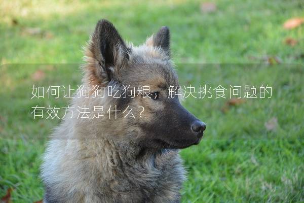 如何让狗狗吃狗粮，解决挑食问题的有效方法是什么？