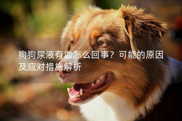 狗狗尿液有血怎么回事？可能的原因及应对措施解析